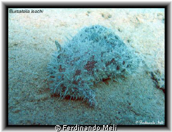 A nice Bursatella leachi in the Mediterranean sea. by Ferdinando Meli 